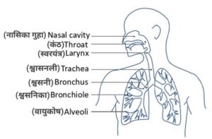 UP DElEd 2nd Semester Science Solved Paper 2020 