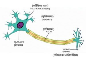 UP DElEd 2nd Semester Science Solved Paper 2022