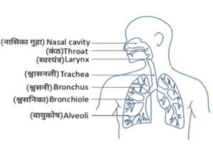 जीवन की क्रियाएं
