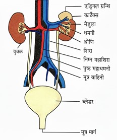 जीवन की क्रियाएं