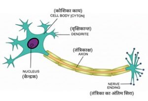 जीवों की संरचना
