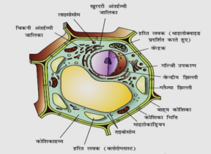 जीवों की संरचना