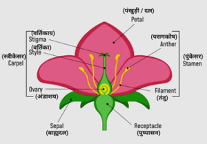 जीवों की संरचना